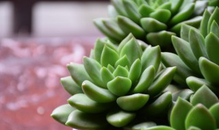 多肉长出长长一根茎可以剪掉吗 多肉长出长长一根茎能不能剪掉