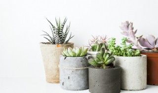 肉肉怎么养殖方法和注意事项 肉肉的养殖方法