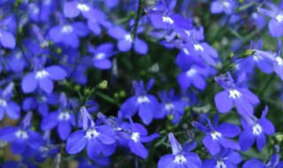 六倍利夏天会死吗 六倍利夏天会不会死