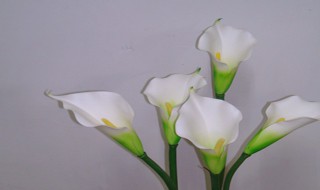 马蹄莲寓意和象征意义 马蹄莲寓意和象征意义介绍