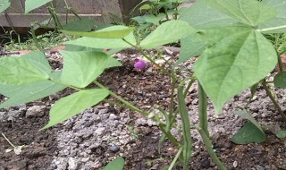 无架豆的种植时间和种植方法 无架豆如何种植