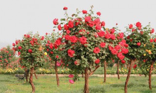 月季怎样养成月季树 树状月季培养过程分享