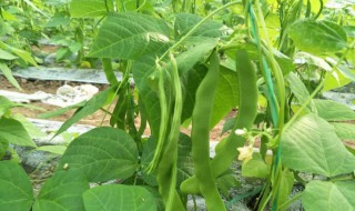 芸豆苗期怎么管理 芸豆苗期管理方法分享