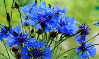 蓝色的花有哪些及花语 蓝色的花有哪些及花语介绍