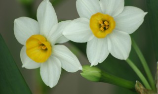 水仙花球茎怎么保存 水仙花球茎存放窍门