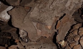 自然干枯的松树皮还要发酵吗 自然干枯的松树皮用不用发酵了呢