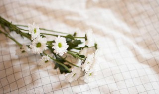 小雏菊插水里能活多久 小雏菊插水里可以活多久