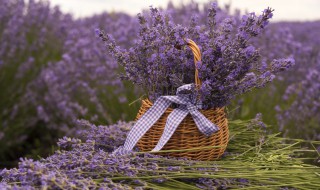 什么花寓意等待一个人 什么花的花语是等待一个人