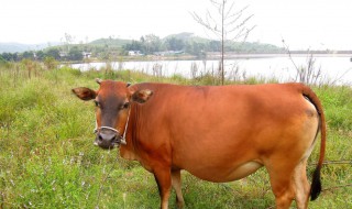 梦见牛拉大便什么意思 梦见牛拉大便梦境解析