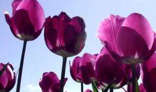 郁金香开完花后种球怎么保存 如何保存郁金香开完花后种球