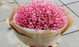 半干满天星怎么保存 如何保存半干满天星