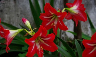 朱顶红种球挖出来怎么保存 如何保存朱顶红种球