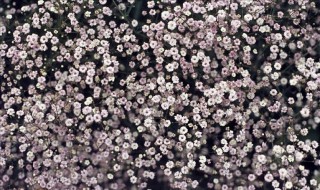 满天星是干花吗 满天星可以做成干花吗