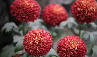 乒乓菊能活几年 养乒乓菊要注意什么