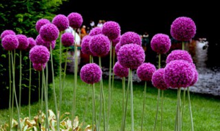 大花葱花后要起球吗 开花之后的大花葱是不是起球呢