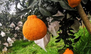 丑橘是什么季节的水果 丑橘的功效与作用