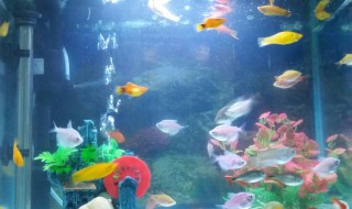 鱼跳出鱼缸有什么征兆 鱼跳出鱼缸是有什么征兆