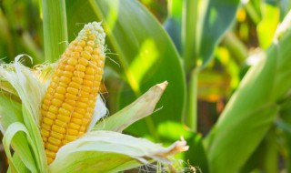 玉米小麦种植方法 玉米小麦如何种植