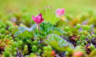 关于花草的唯美句子 关于花草的唯美句子有哪些