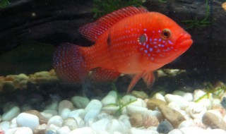 关于鱼的经典语录 关于鱼的名言警句有哪些