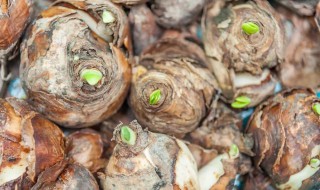 水仙球茎怎么处理 水仙种球如何养护