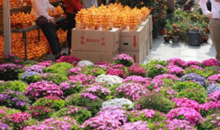 冬去春来下一句是什么 冬去春来下一句有哪些