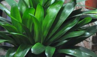 室内君子兰的养殖方法 室内君子兰怎么养殖