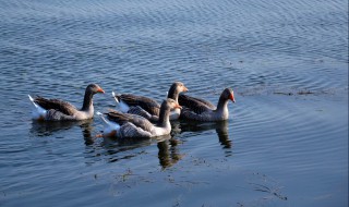 野鸭的养殖方法 关于野鸭的养殖方法