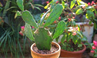 仙人掌有哪些特点 仙人掌的特点介绍
