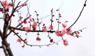 关于梅花的诗有哪些 关于梅花的诗简单介绍