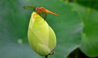 小荷才露尖尖角描写什么季节 小荷才露尖尖角原文介绍