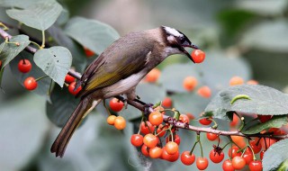 种子的传播途径有哪些 种子的传播途径简单介绍