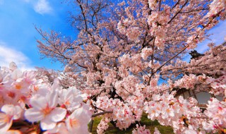 樱花盛开的季节 樱花盛开的季节是什么时候