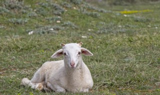 未羊是什么意思 未羊是啥意思