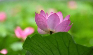 小暑大暑和暑伏怎么区分 小暑大暑和暑伏有何不同