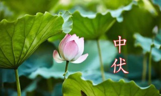 中伏是哪天 中伏是三伏天中最热的吗