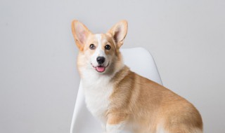 关于小狗的资料大全 关于狗的资料有哪些