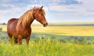 白马素车什么意思 白马素车的意思