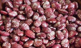 斑马豆的功效与作用及食用方法 斑马豆的功效与作用及食用方法是什么