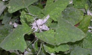 灰灰菜怎样长期保存 灰灰菜如何长期保存