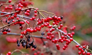 关于果实满枝头的诗句 关于果实满枝头的诗句有哪些