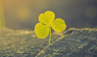 三叶草代表什么意思 三叶草代表啥意思