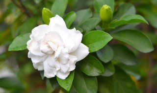 栀子花的养殖方法和注意事项有哪些 栀子花怎么养