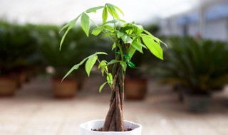 发财树的养殖办法和注意事项 发财树怎么养