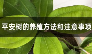 盆栽平安树的养殖方法和注意事项有哪些 盆栽平安树怎么养殖