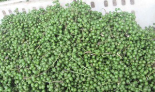青花椒怎么储藏 怎么储藏青花椒