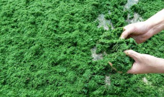 怎样储存青饲料 如何储存青饲料