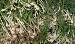 怎样储存小根蒜 如何储存小根蒜