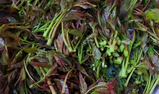 香椿芽吃不了怎样储存 香椿芽吃不了如何储存