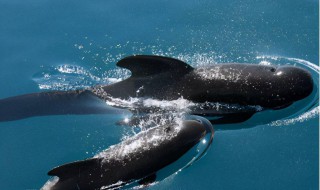 鲸鱼搁浅现象启示 鲸鱼搁浅的真实原因是什么